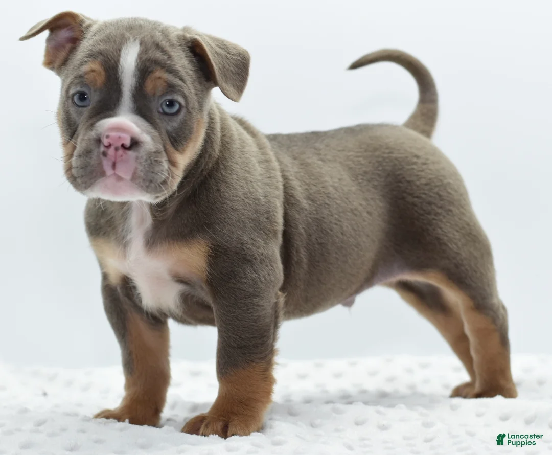 Mixed Breed dogs for sale: Kong bully hybrid  - Ad 8