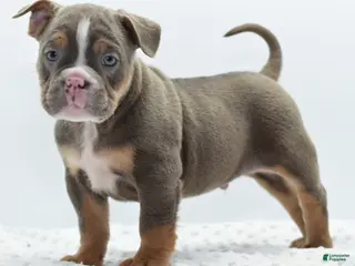 Mixed Breed dogs Kong bully hybrid - Ad 10