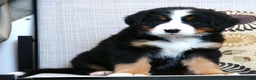 Bernese Mountain Dog dogs for sale: Jordan - Ad 2