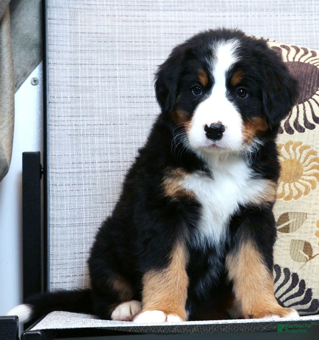 Bernese Mountain Dog dogs for sale: Jordan - Ad 2