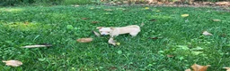 Chihuahua dogs for sale: Rudy - Ad 13