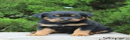 Rottweiler dogs for sale: Joey - Ad 1