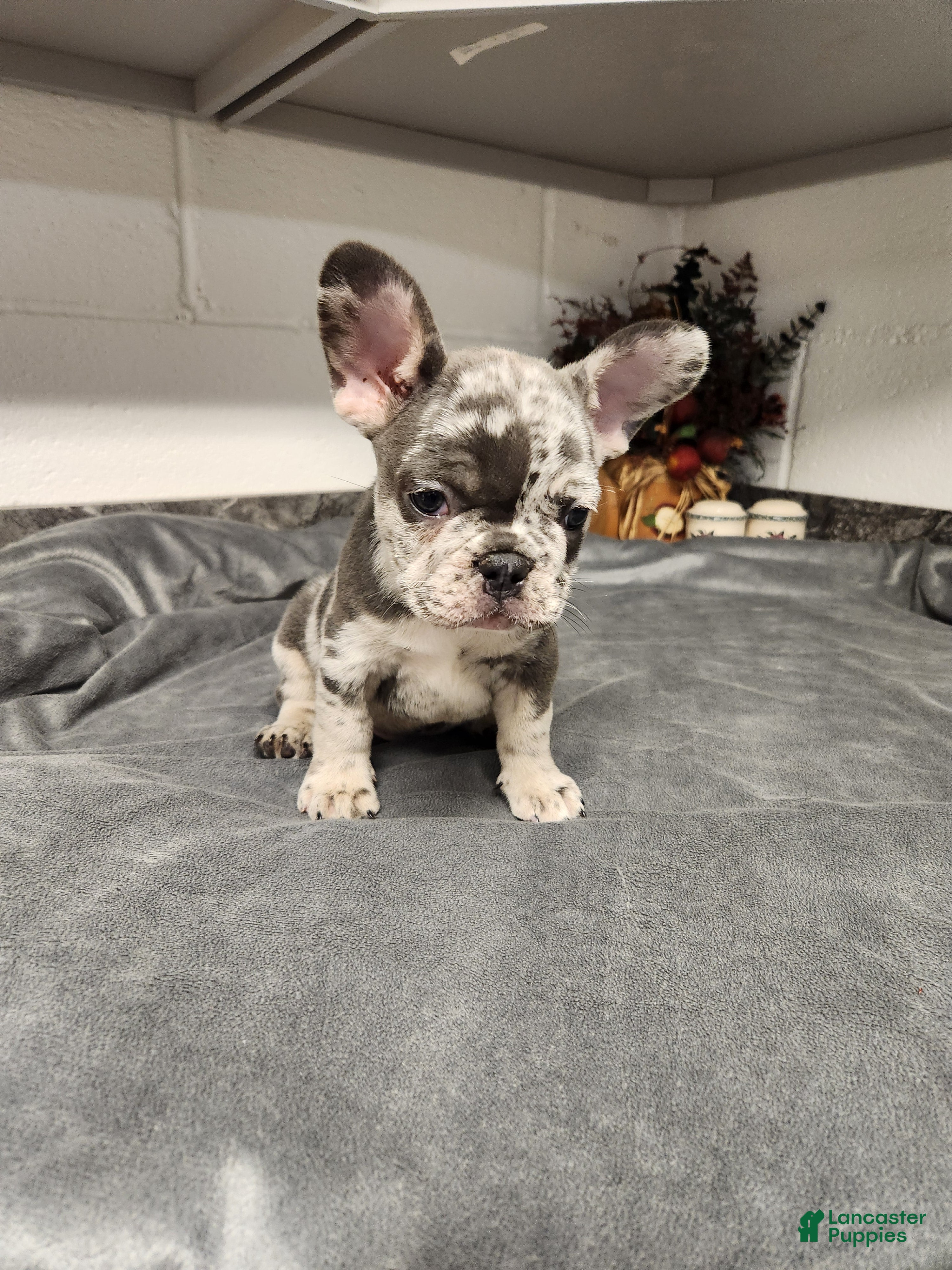 French Bulldog dogs Archer - Ad 2