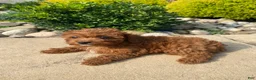 Cavapoo dogs for sale: Betty - Ad 8