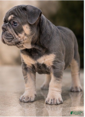 French Bulldog dogs Casanova - Ad 2