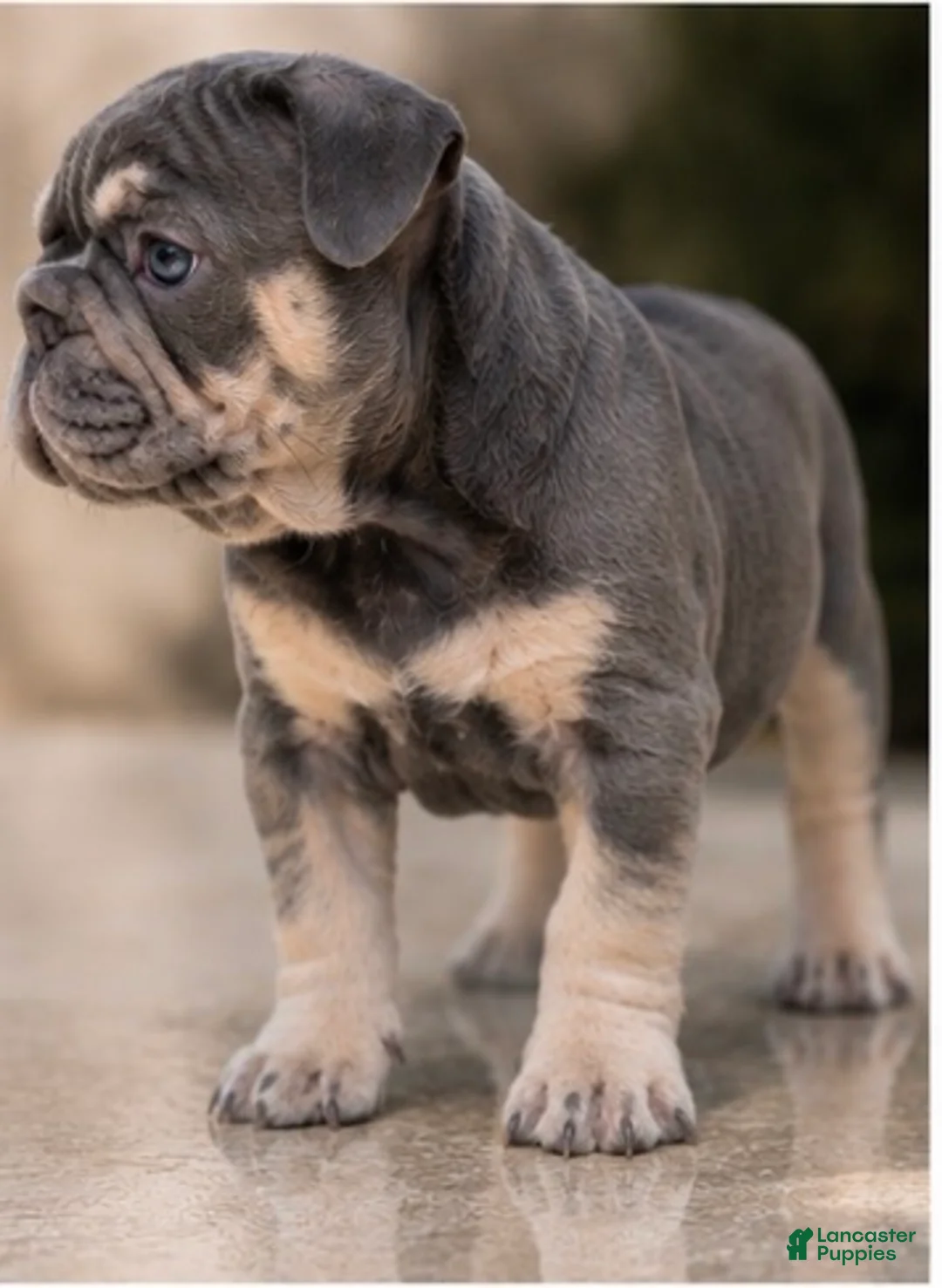 French Bulldog dogs for sale: Casanova - Ad 2