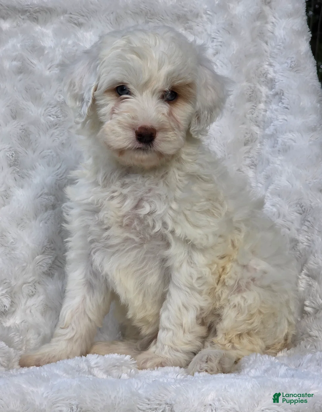 Mini Goldendoodle dogs for sale: Brent - Ad 5