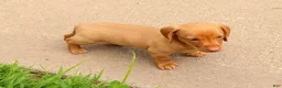 Miniature Dachshund dogs for sale: Rocky - Ad 7