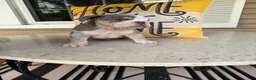 English Bulldog dogs for sale: Maverick - Ad 3