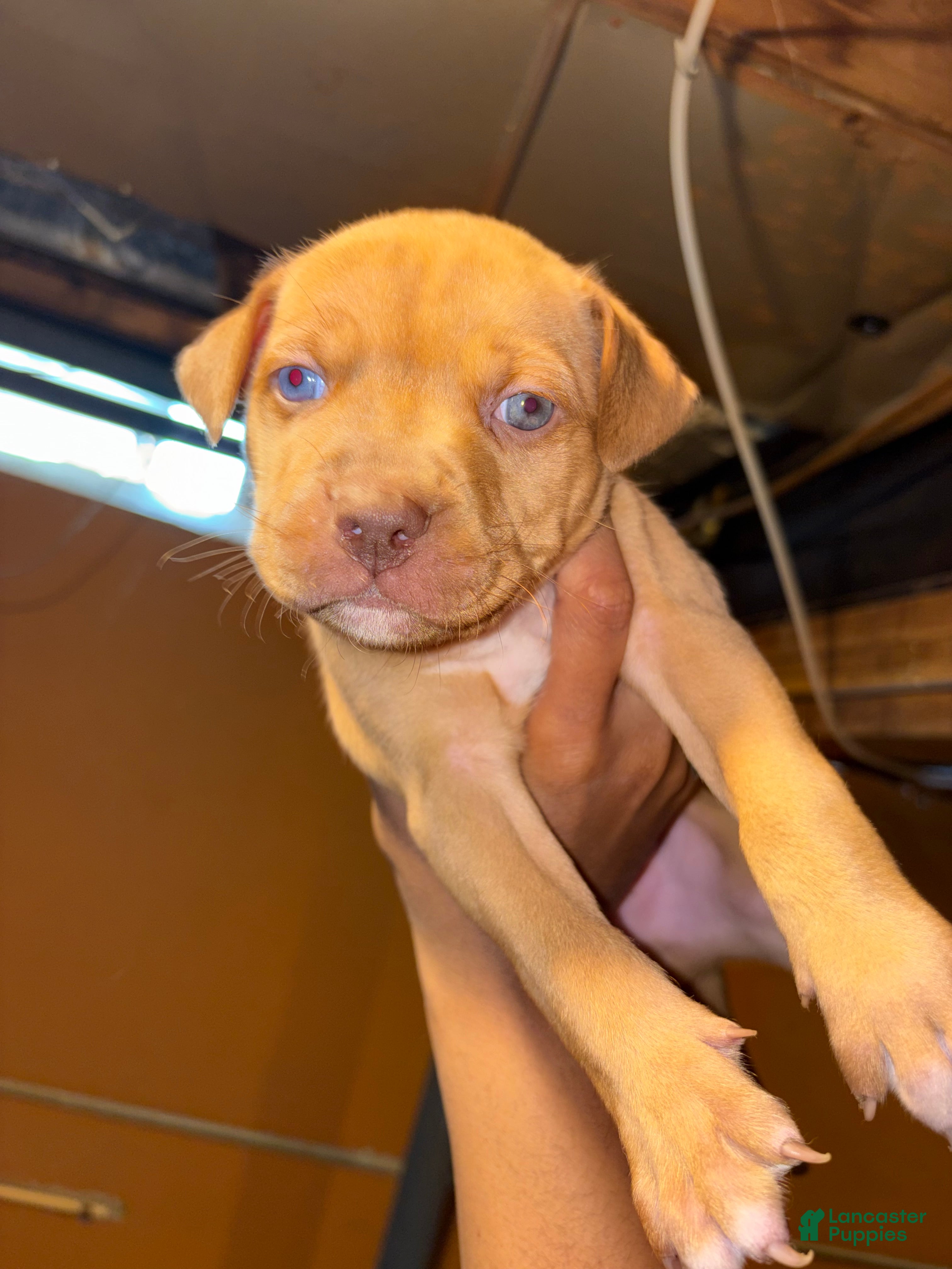 Pitsky dogs Pitsky Puppy 4 - Ad 3