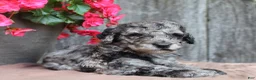 Standard Poodle dogs for sale: Ash AKC Standard Poodle - Ad 16