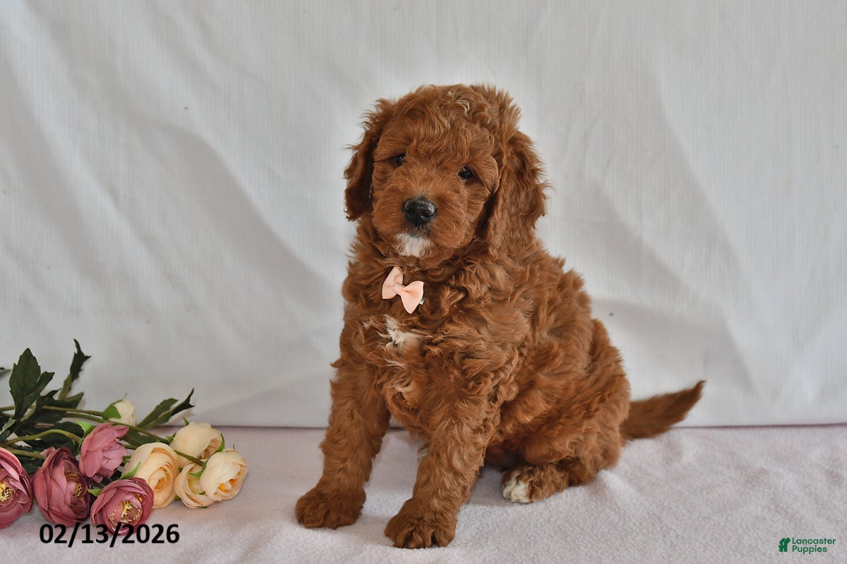 Mini Goldendoodle dogs Lucy - Ad 2
