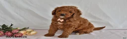 Mini Goldendoodle dogs for sale: Lucy - Ad 2