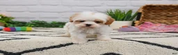 Cavapoo dogs for sale: Patty  - Ad 2