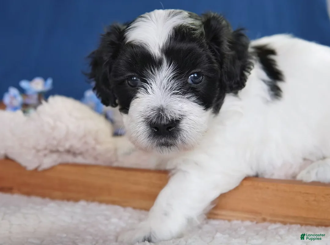 Coton De Tulear dogs for sale: Heath - Ad 1