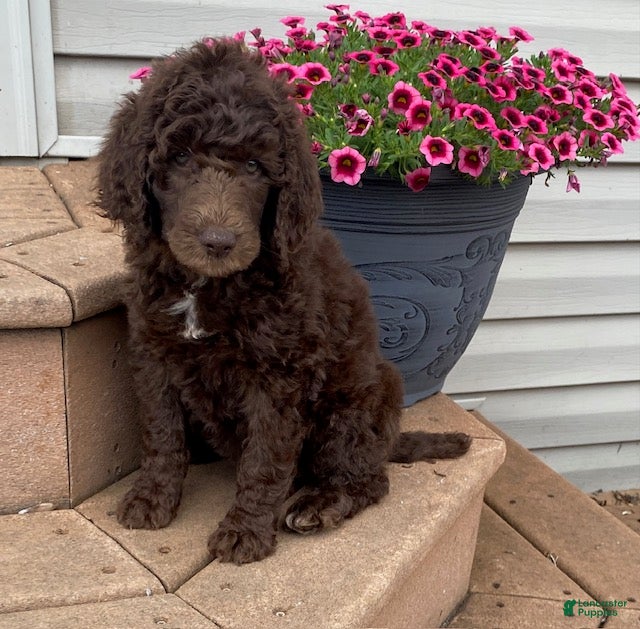 Standard Poodle dogs Tasha- genetic clear - Ad 1
