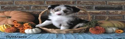 Miniature Australian Shepherd dogs for sale: Harper - Ad 3