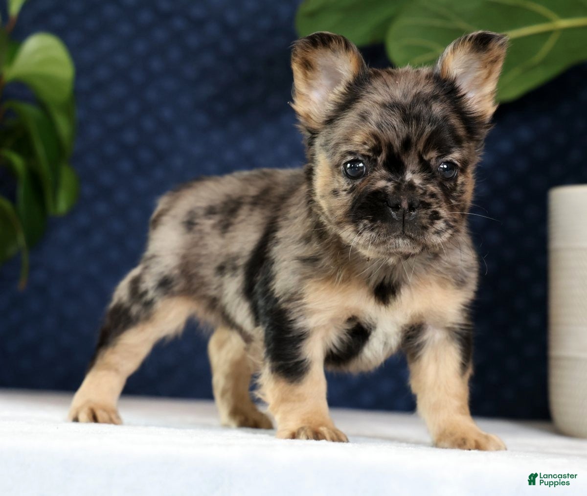 French Bulldog dogs Jacob - Ad 1