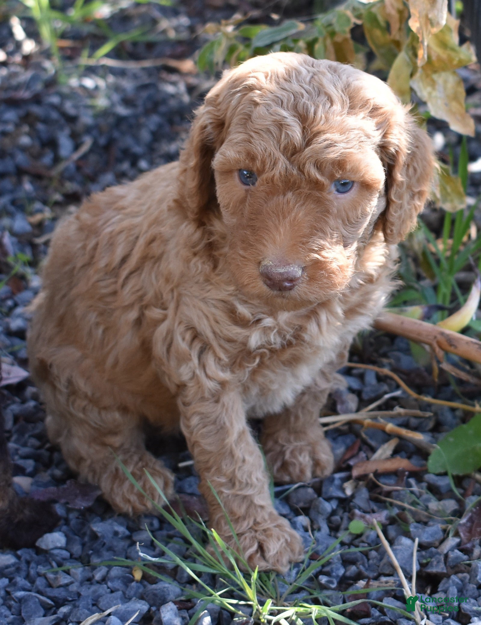Standard Poodle dogs Standard Poodle 2 Apricot - Ad 2