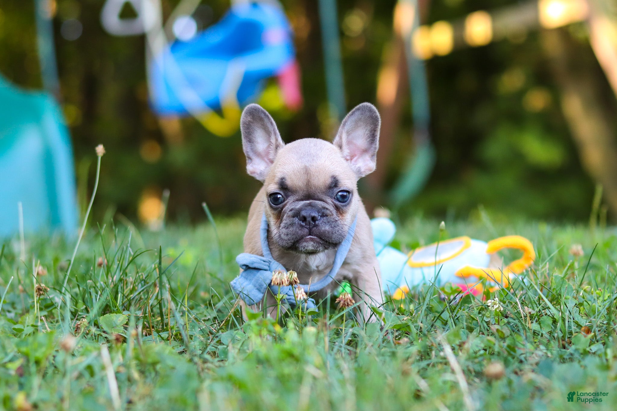 French Bulldog dogs Rocky - Ad 2