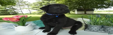 Sheprador 2 Cooper