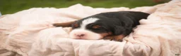 Bernedoodle dogs for sale: Sumit Miniature Bernedoodle  - Ad 12