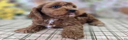 Cavapoo dogs for sale: Denali - Ad 2