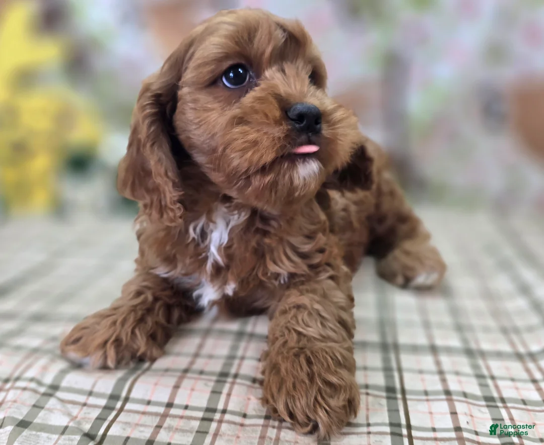 Cavapoo dogs for sale: Denali - Ad 2