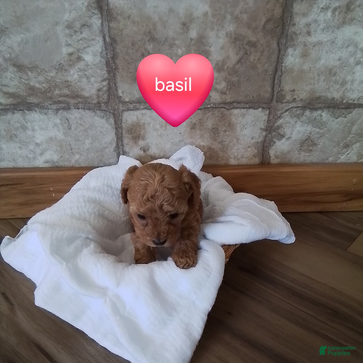 Toy Poodle dogs Basil - House Raised - Ad 2