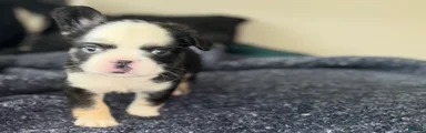 Blu