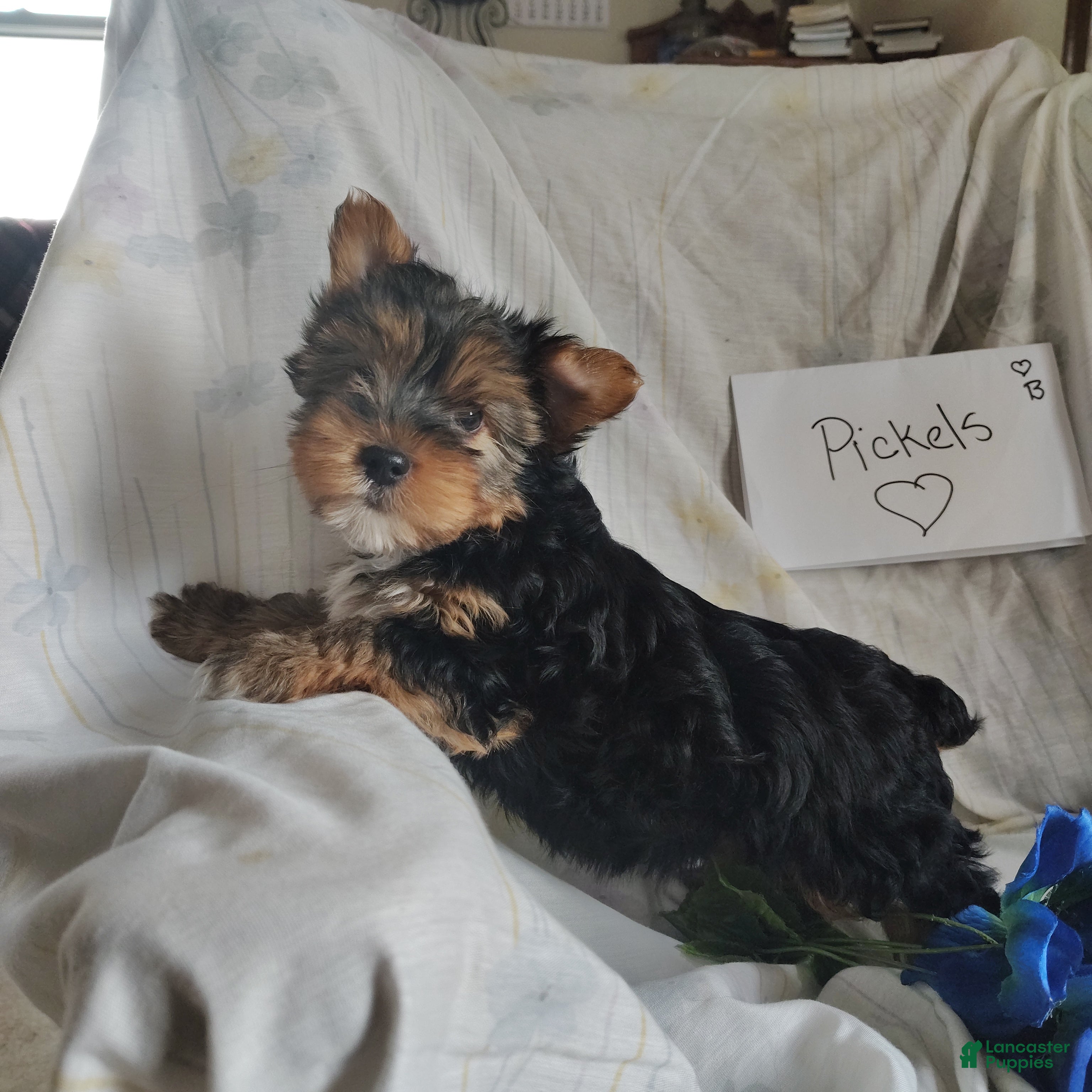 Yorkshire Terrier dogs Pickles - Ad 2