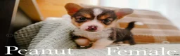 Welsh Corgi Pembroke dogs for sale: Peanut - Ad 1