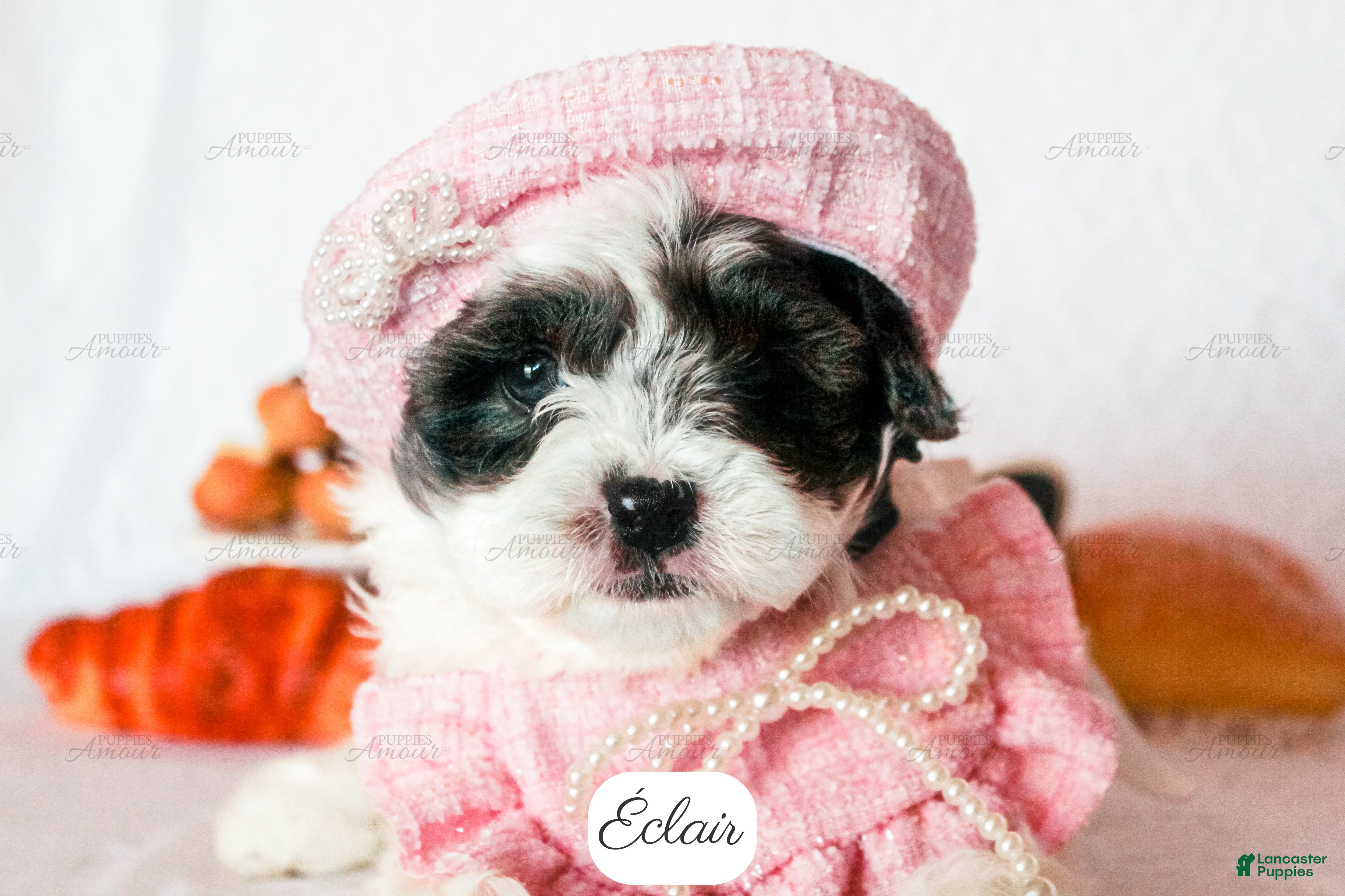Cavapoo dogs Éclair - Ad 1
