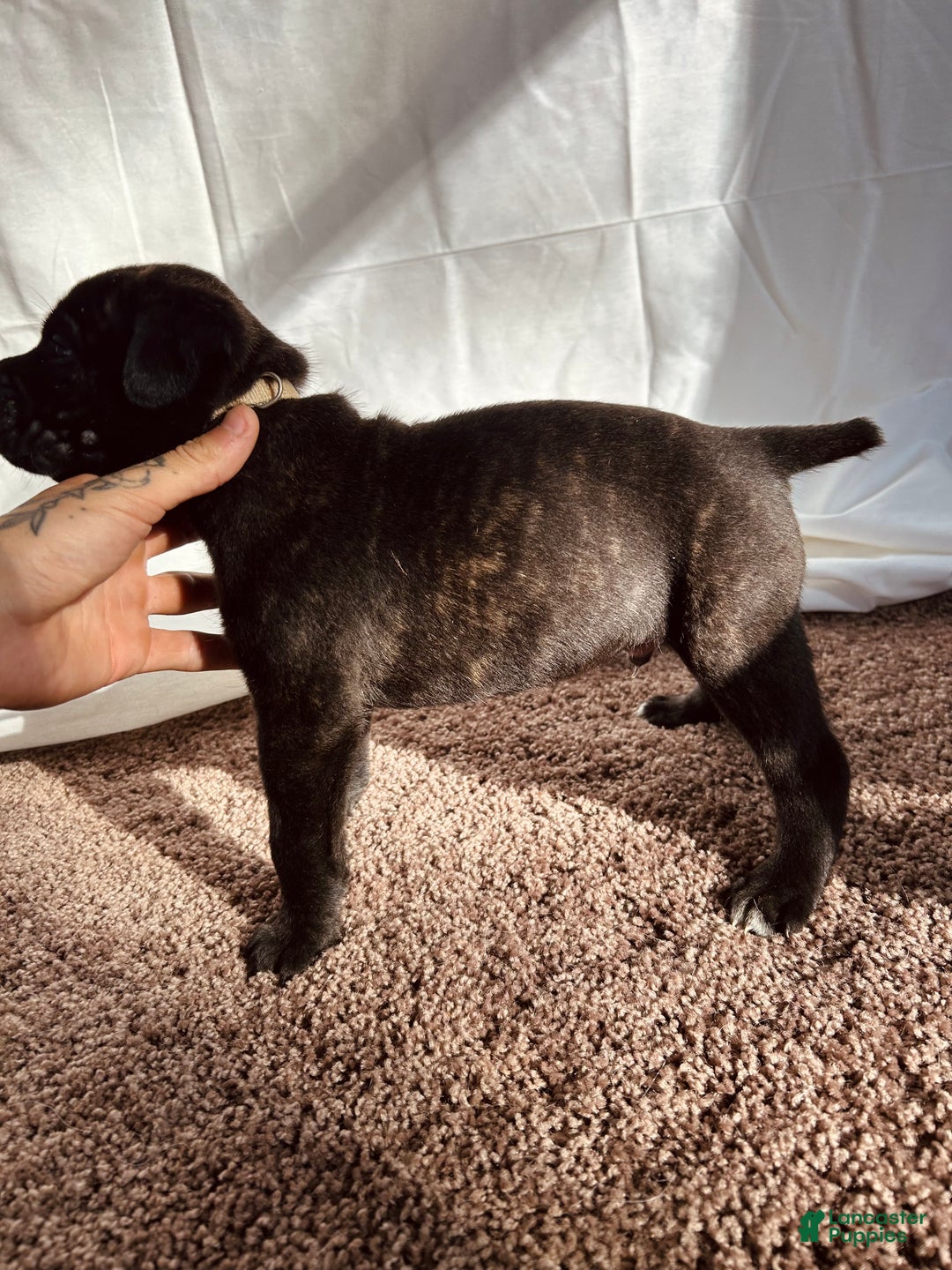 Cane Corso dogs for sale: Hermes  - Ad 2