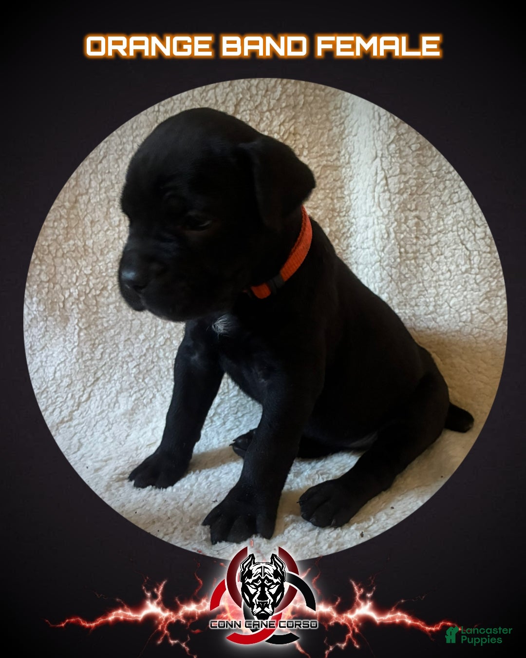 Cane Corso dogs Cane Corso Puppy 8 - Ad 38