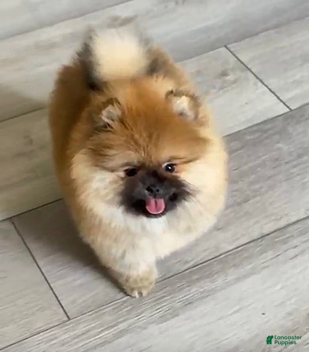 Pomeranian dogs for sale: BARBIE - Ad 3