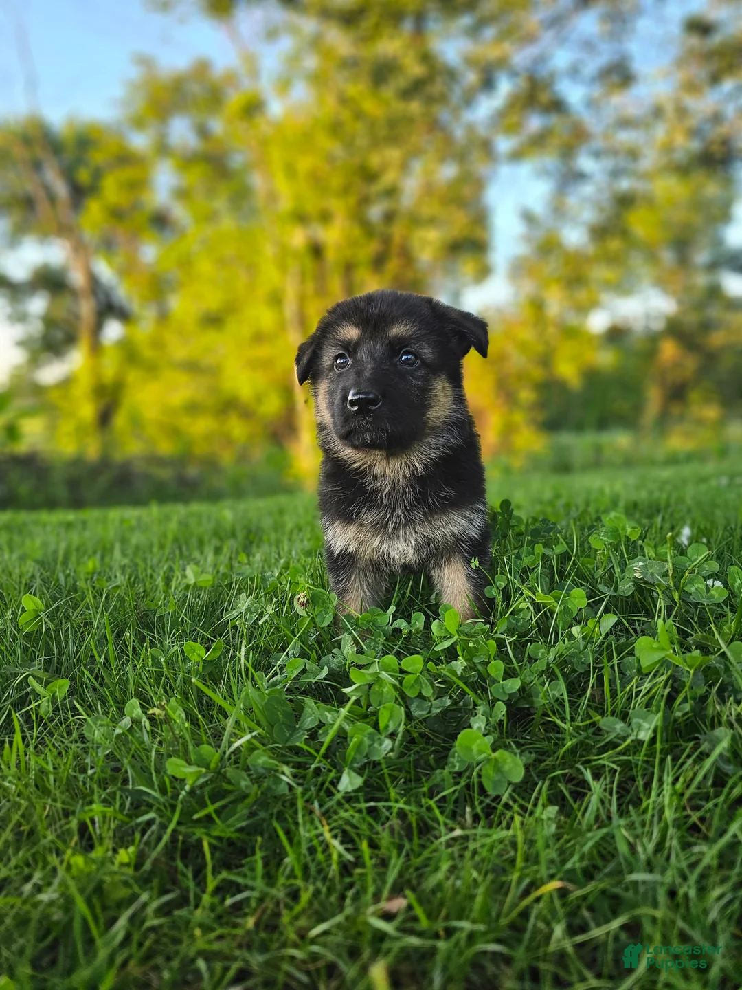 German Shepherd dogs for sale: Nova - Ad 8