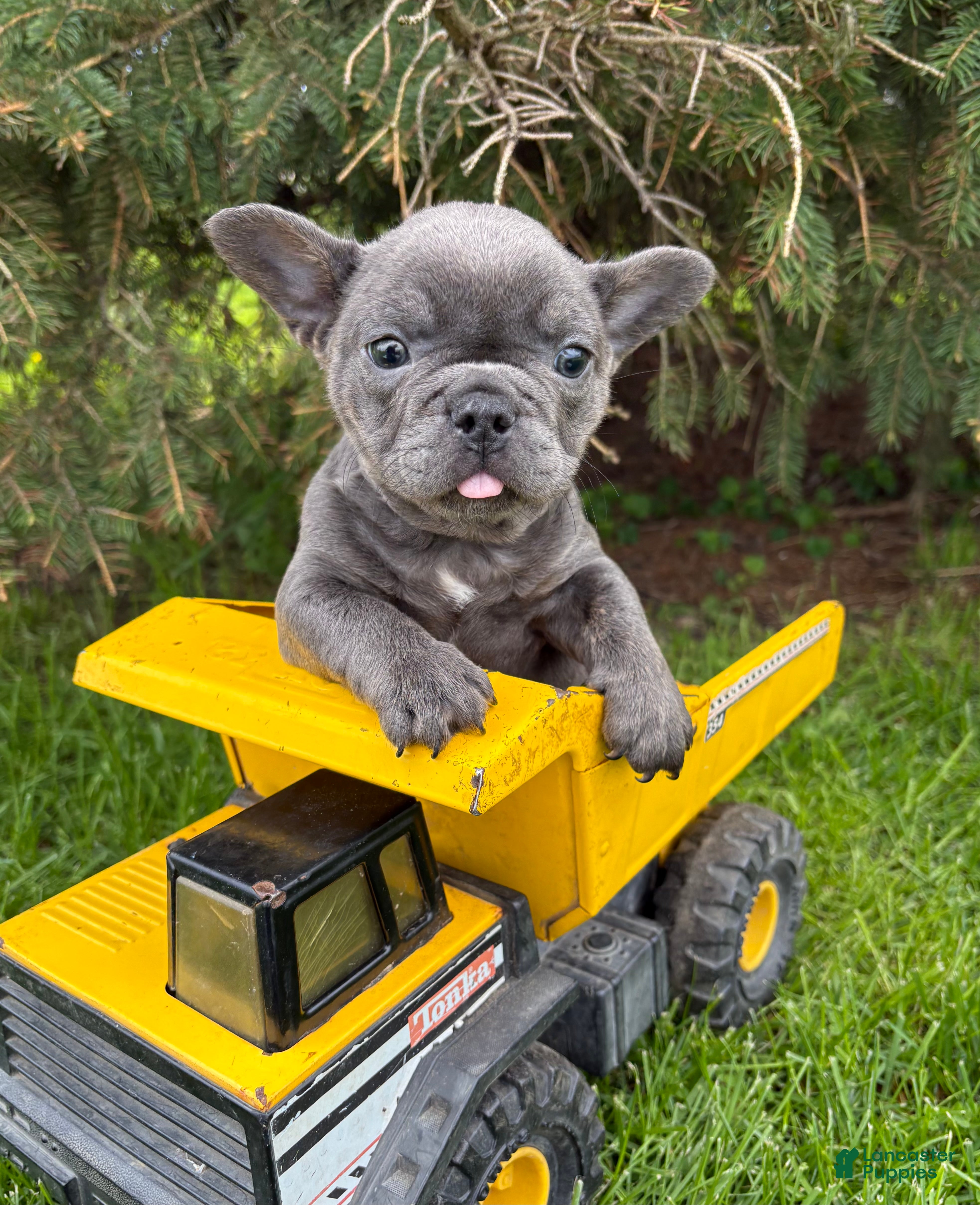 French Bulldog dogs Gus - Ad 2