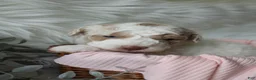 Bichpoo dogs for sale: Willow - Ad 5