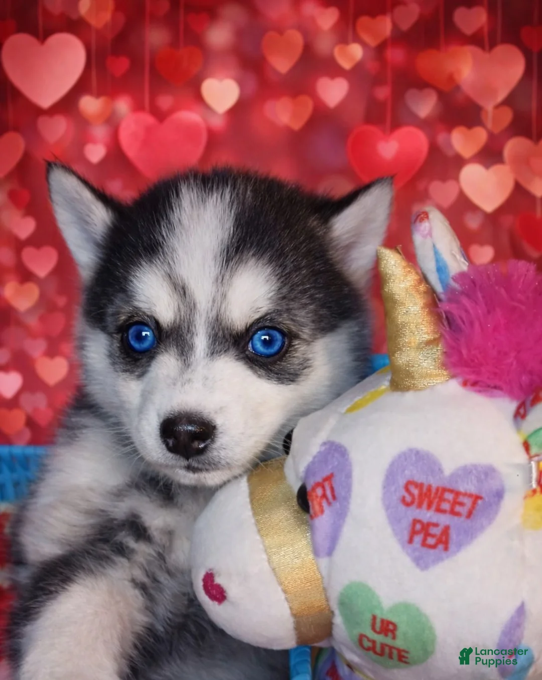 Pomsky dogs for sale: Pomsky Puppy 2 - Ad 1