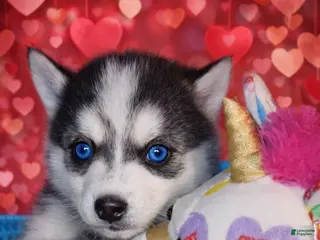 Pomsky dogs for sale: Pomsky Puppy 2 - Ad 1