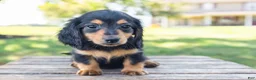Miniature Dachshund dogs for sale: Tootsie - Ad 10