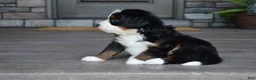 Mini Bernedoodle dogs for sale: Carla - Ad 11