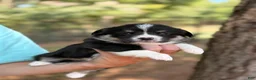 Mixed Breed dogs for sale: Black girl 2 - Ad 10