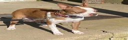 Frenchton dogs for sale: River - Ad 4