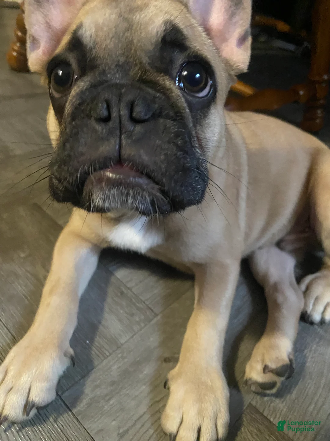 French Bulldog dogs for sale: French Bulldog Puppy 1 - Ad 5