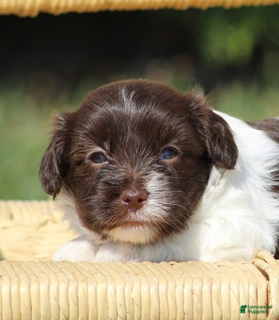 Havanese dogs Dolly - Ad 2