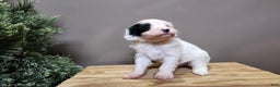 Mini Bernedoodle dogs for sale: Sparkle - Ad 3