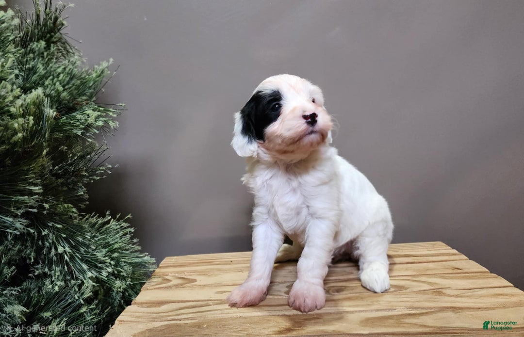 Mini Bernedoodle dogs for sale: Sparkle - Ad 3