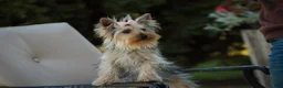Yorkshire Terrier dogs for sale: Lucy - Ad 5